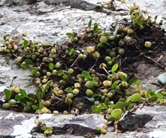 Bulbophyllum exiguum