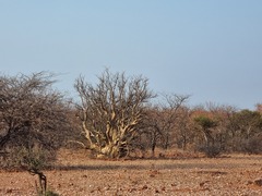 Sesamothamnus lugardii