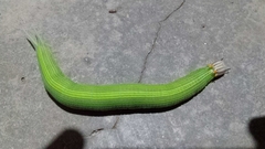 Opsiphanes invirae