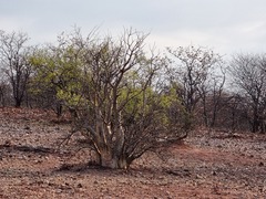 Sesamothamnus lugardii