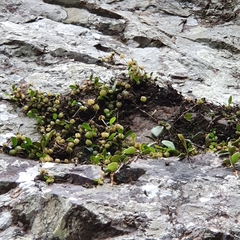 Bulbophyllum exiguum