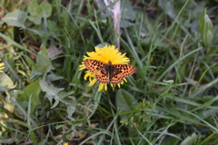 Boloria euphrosyne