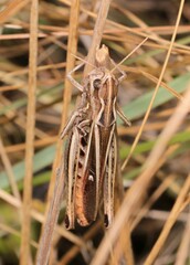 Stenobothrus lineatus