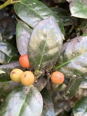 Ilex cornuta