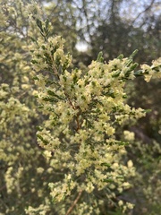 Passerina