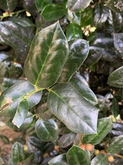 Ilex cornuta