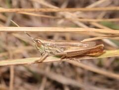 Euchorthippus declivus