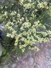 Passerina