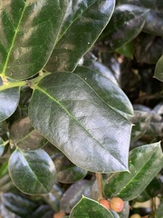 Ilex cornuta