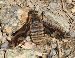 Poecilanthrax willistonii