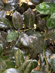 Ilex cornuta