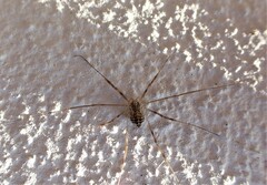 Opilio saxatilis