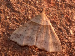 Phalaenophana pyramusalis