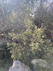 Passerina