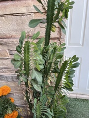 Euphorbia trigona