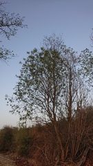 Salix babylonica tortuosa