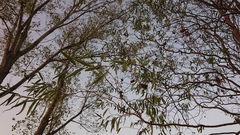 Salix babylonica tortuosa