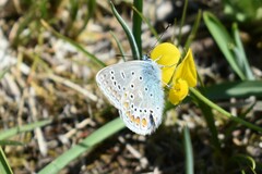 Plebejus argus