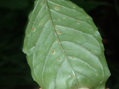 Puccinia circaeae