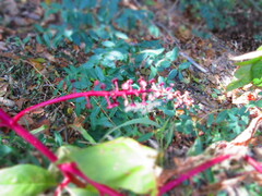 Phytolacca americana