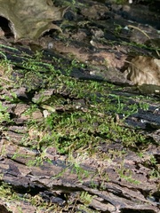 Lophocolea heterophylla