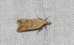 Dichomeris limosellus