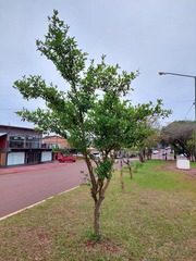 Eugenia involucrata