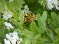 Pseudopanthera macularia