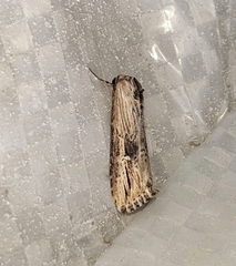 Crambodes talidiformis