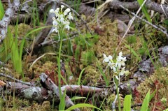 Platanthera blephariglottis