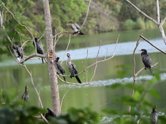 Microcarbo africanus