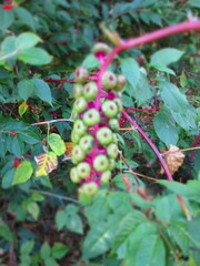 Phytolacca americana