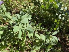 Baptisia