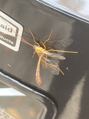 Enicospilus americanus-complex