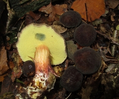 Xerocomellus pruinatus