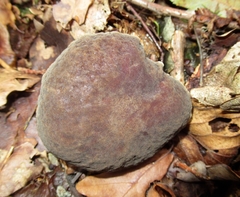 Xerocomellus pruinatus