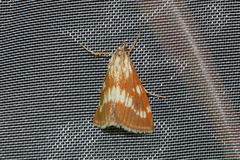 Epascestria pustulalis