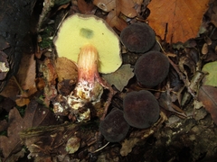 Xerocomellus pruinatus