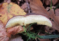 Xerocomellus pruinatus