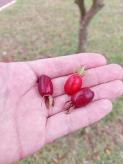 Eugenia involucrata