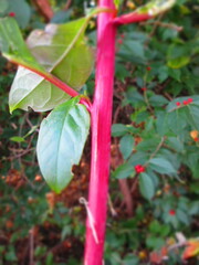 Phytolacca americana