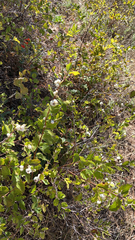 Symphoricarpos rotundifolius