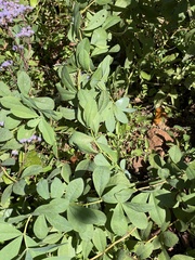 Baptisia
