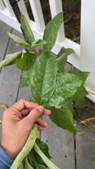 Citrus