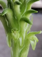 Sarcoglottis rosulata