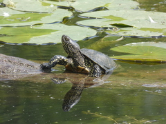 Emys orbicularis orbicularis