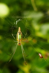 Leucauge undulata