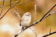 Spizelloides arborea