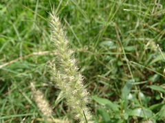 Cenchrus pennisetiformis