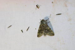 Macrurocampa marthesia